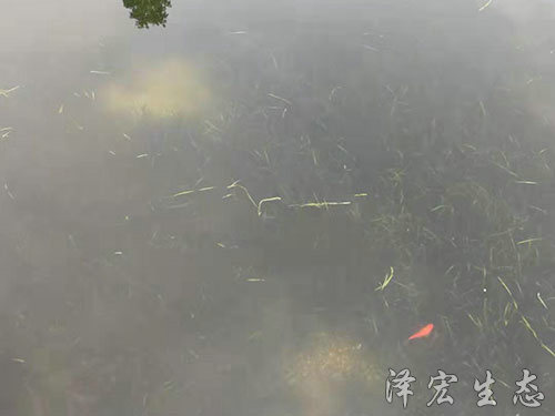 順德農村污水塘